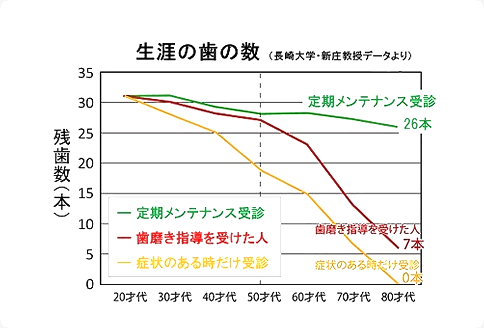 生涯の歯の数