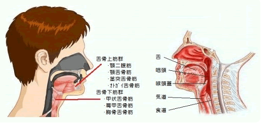 舌が低い位置にあるとこんな悪影響が・・・