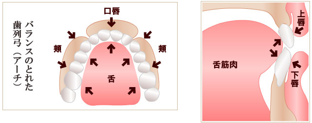 歯というのは「舌と唇のぶつかりあった位置に並ぶ」